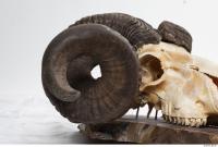 mouflon skull antlers 0013